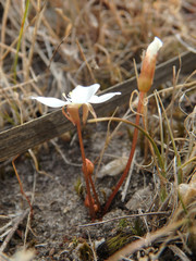 Drosera praefolia