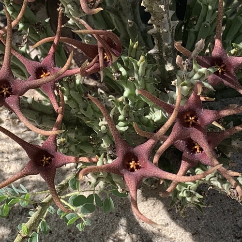 Ceropegia lugardiana