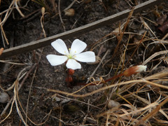 Drosera praefolia