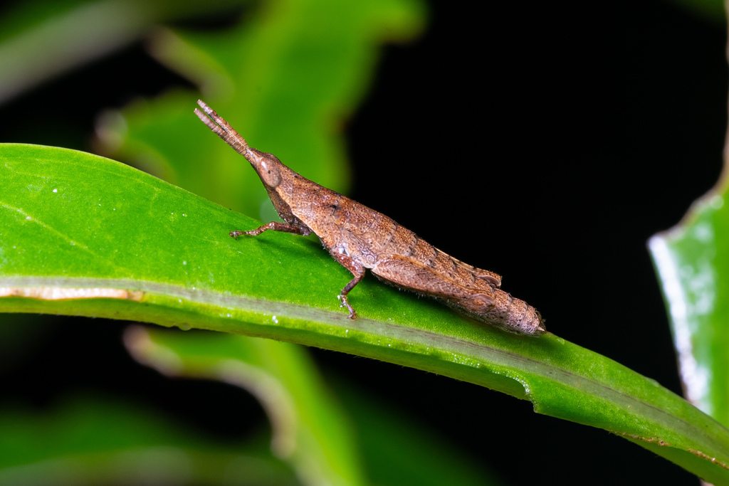 Orthacridinae