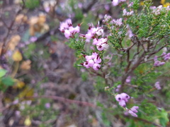 Erica umbellata