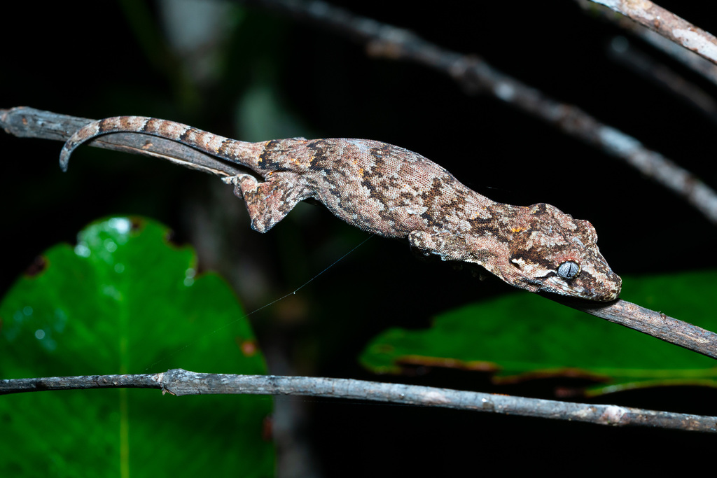 Knob-headed Giant Gecko