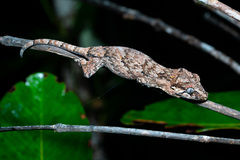 Rhacodactylus auriculatus
