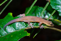 Bavayia septuiclavis