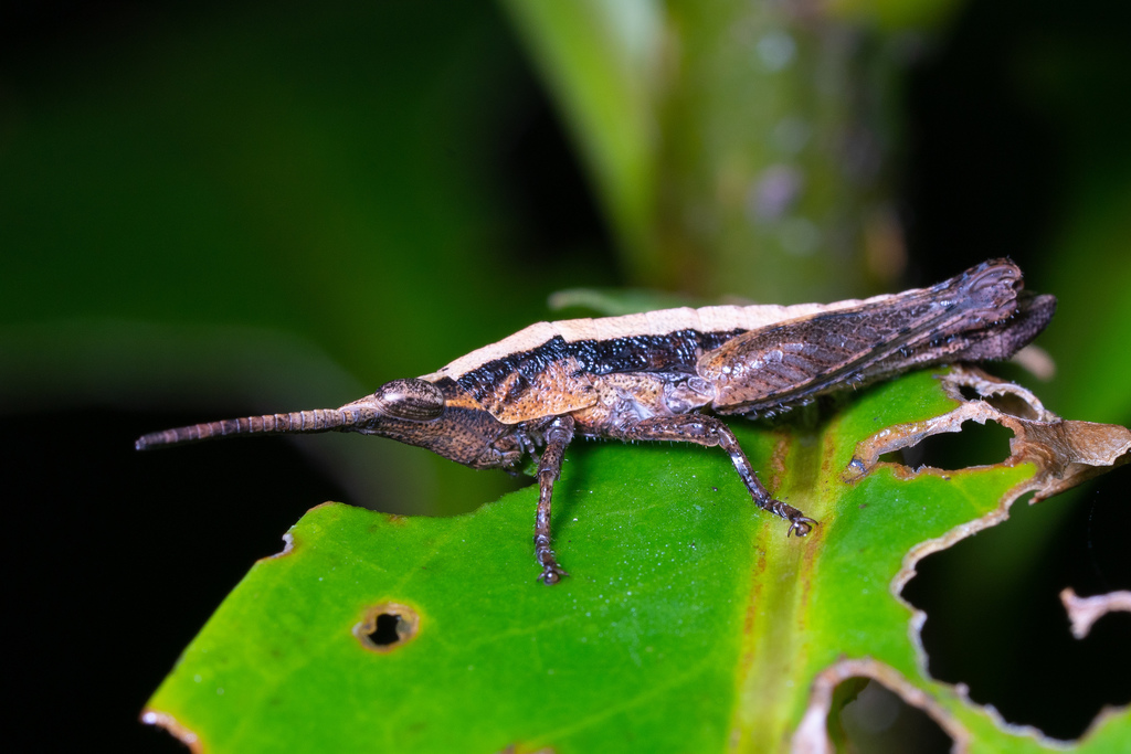 Nerenia francoisi