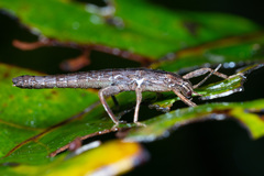 Canachus alligator