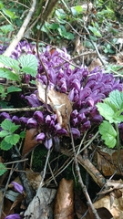 Lathraea clandestina