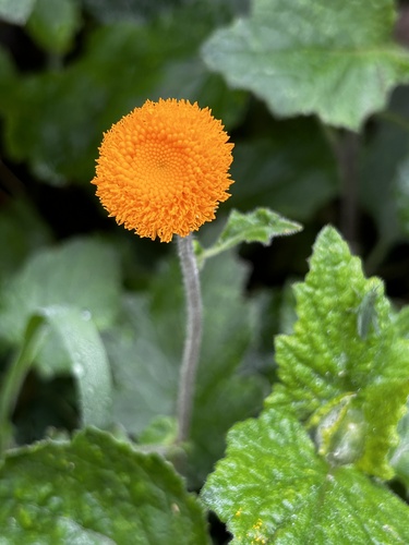 Crassocephalum vitellinum
