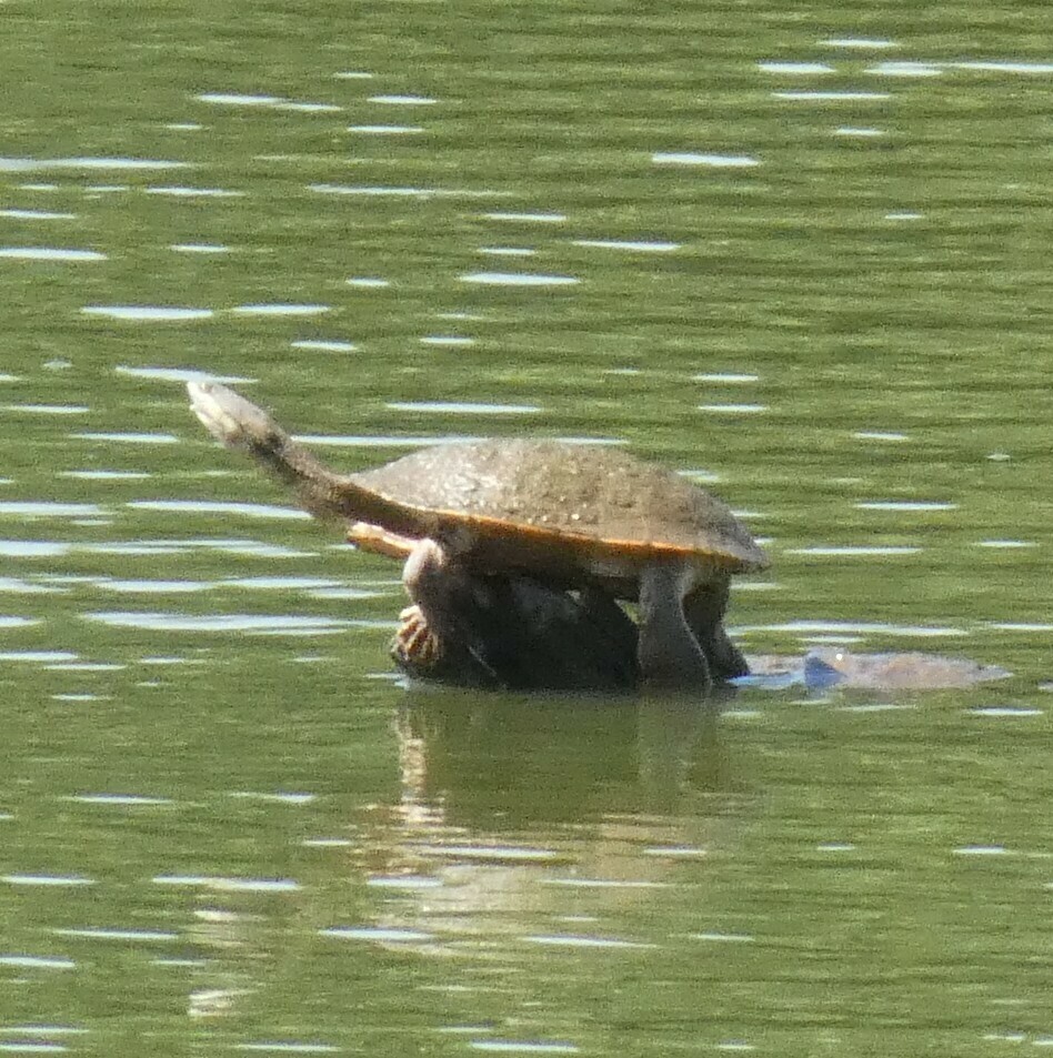 Geoffroy’s Side-necked Turtle from Belo Horizonte, Minas Gerais, Brazil ...