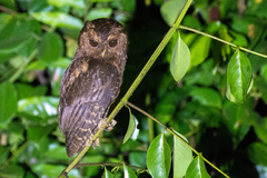 Mentawai Scops-Owl photo 2