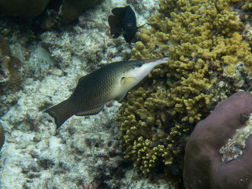 Green Bird Wrasse — seen at this dive site