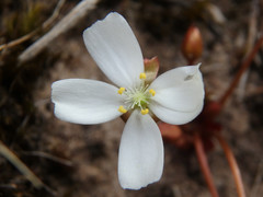 Drosera praefolia