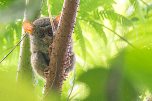 Sangihe Tarsier (Tarsius sangirensis) — Endangered Mammalia