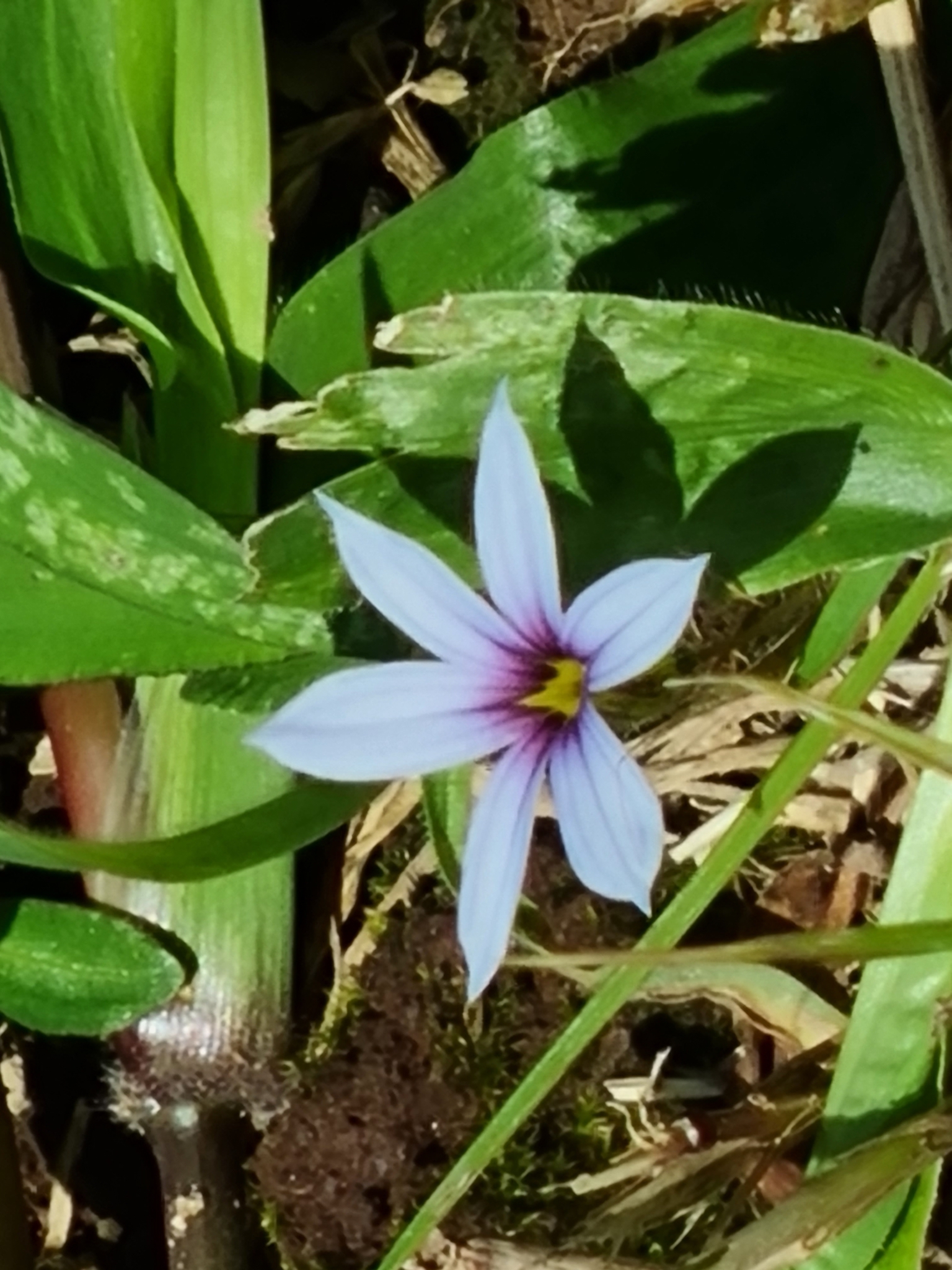 Sisyrinchium micranthum