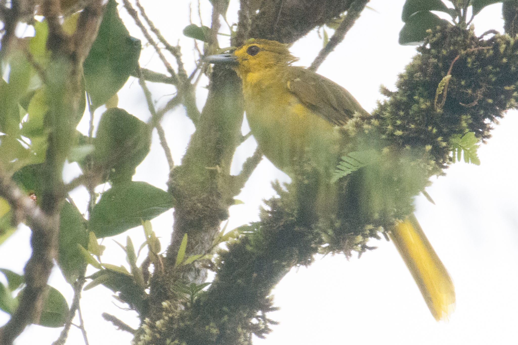 Sangihe Golden-Bulbul illustration