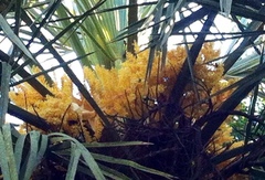 Trithrinax campestris