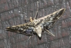 Rhimphalea sceletalis