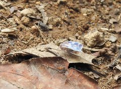 Borysthenes emarginatus