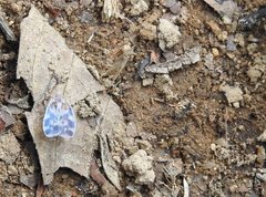 Borysthenes emarginatus