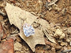 Borysthenes emarginatus