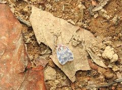 Borysthenes emarginatus