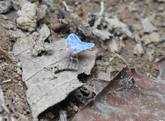 Borysthenes emarginatus