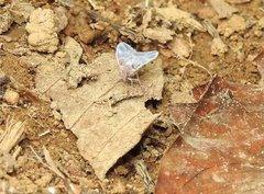 Borysthenes emarginatus