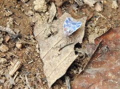 Borysthenes emarginatus