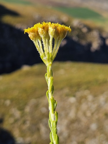 Cedarberg Kanniedood (Athanasia microphylla)