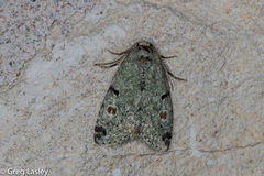 Maliattha concinnimacula