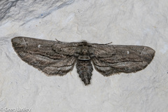 Holochroa dissociarius