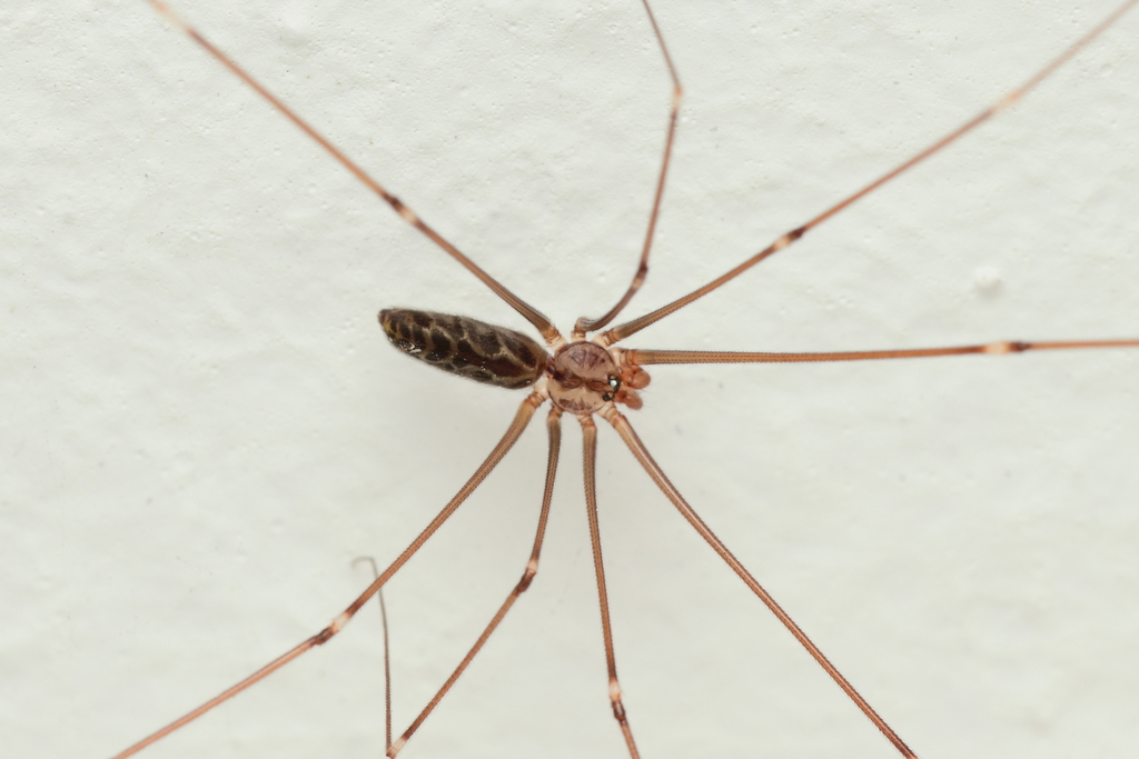 Cellar Spider