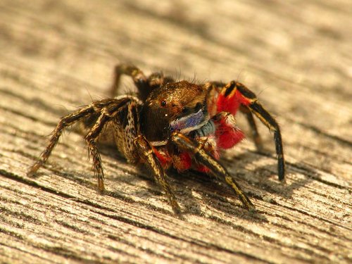 Habronattus americanus