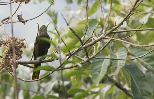 Dusky-green Oropendola (Psarocolius atrovirens), photo 6