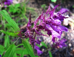 Melampyrum setaceum