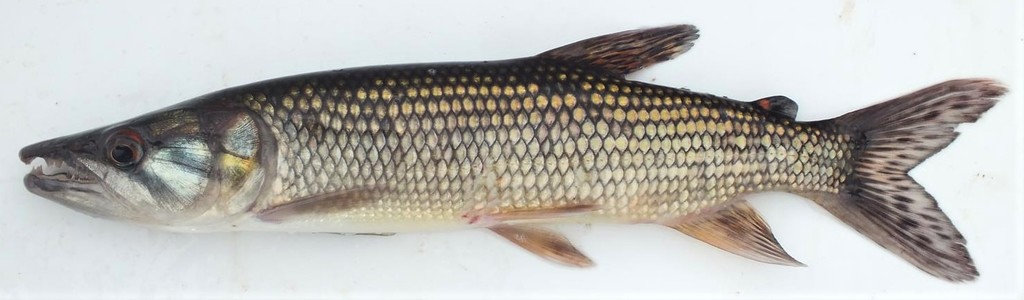 Hepsetus