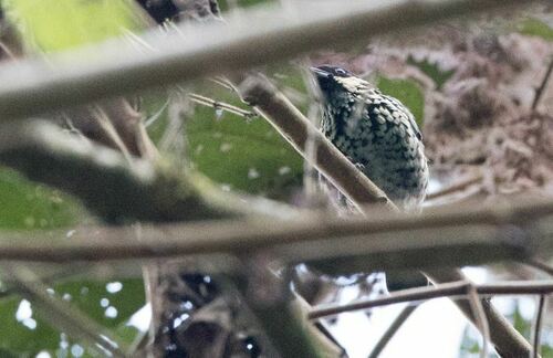 Beryl-spangled Tanager (Tangara nigroviridis), photo 8