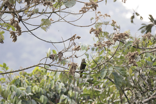 Dusky-green Oropendola (Psarocolius atrovirens), photo 7