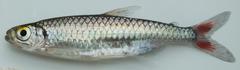 Micralestes humilis