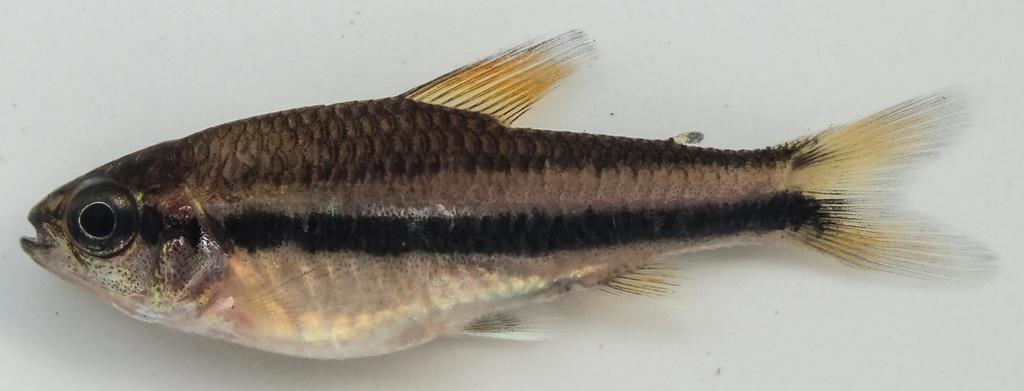 Trewavas' neolebias (Neolebias trewavasae) — Distichodontidae