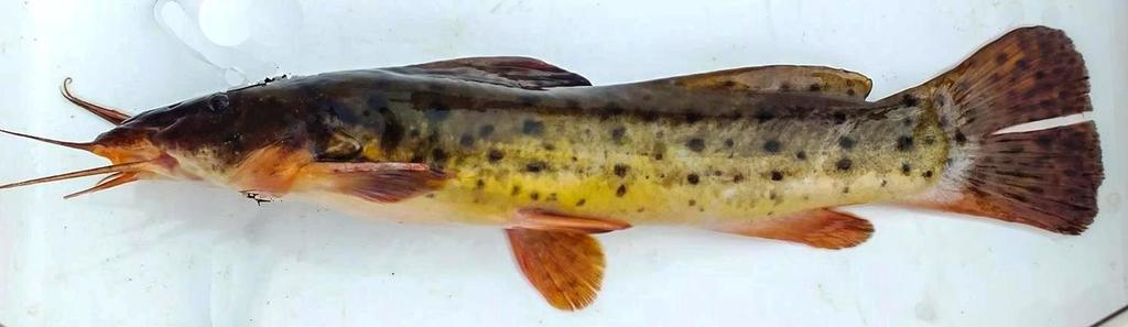 Flatnose Catfish