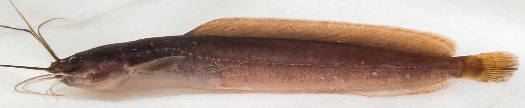 Clarias camerunensis