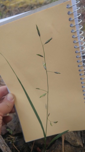 little melic (Melica fugax)
