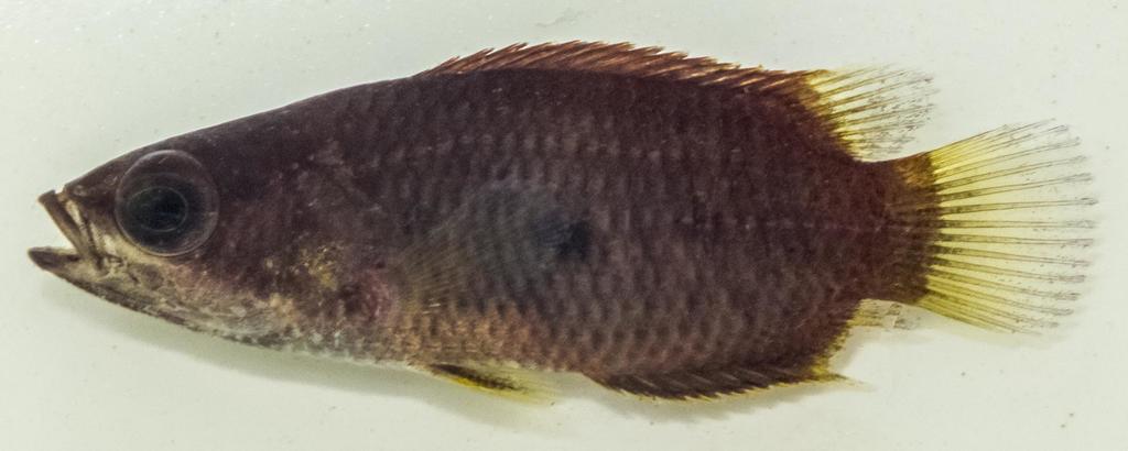 Ctenopoma maculatum