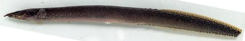 Black spiny eel (Mastacembelus niger) — Mastacembelidae — 2