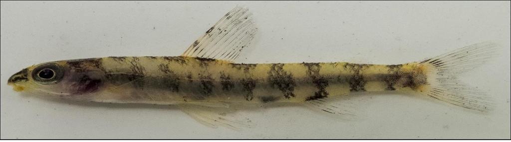 Intermediate darter tetra (Nannocharax intermedius) — Distichodontidae