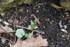 Cardamine douglassii