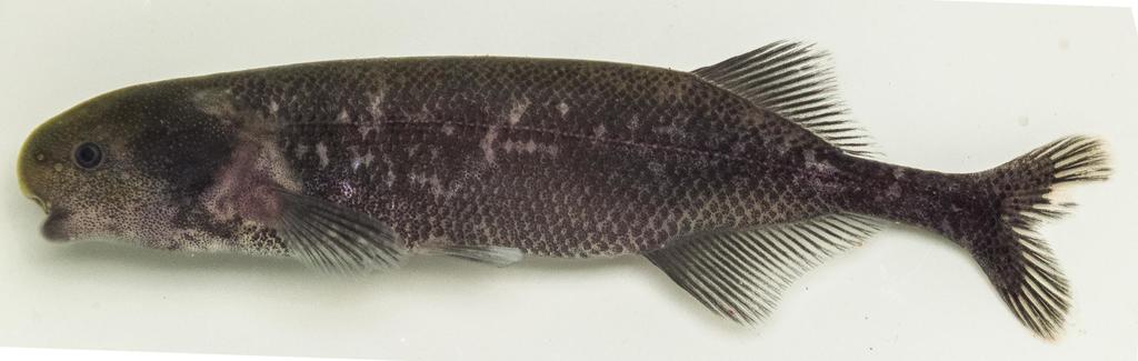 Kingsley's elephantfish (Paramormyrops kingsleyae) — Mormyridae