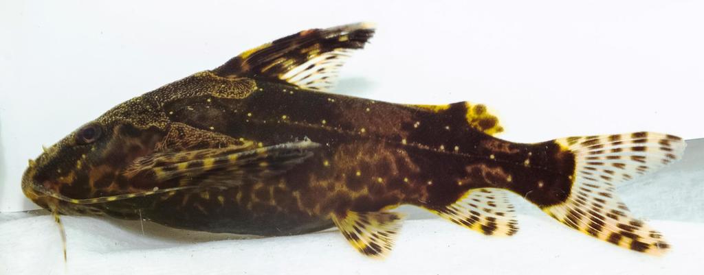 Bates' squeaker (Synodontis batesii) — Mochokidae