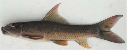 Labeo annectens